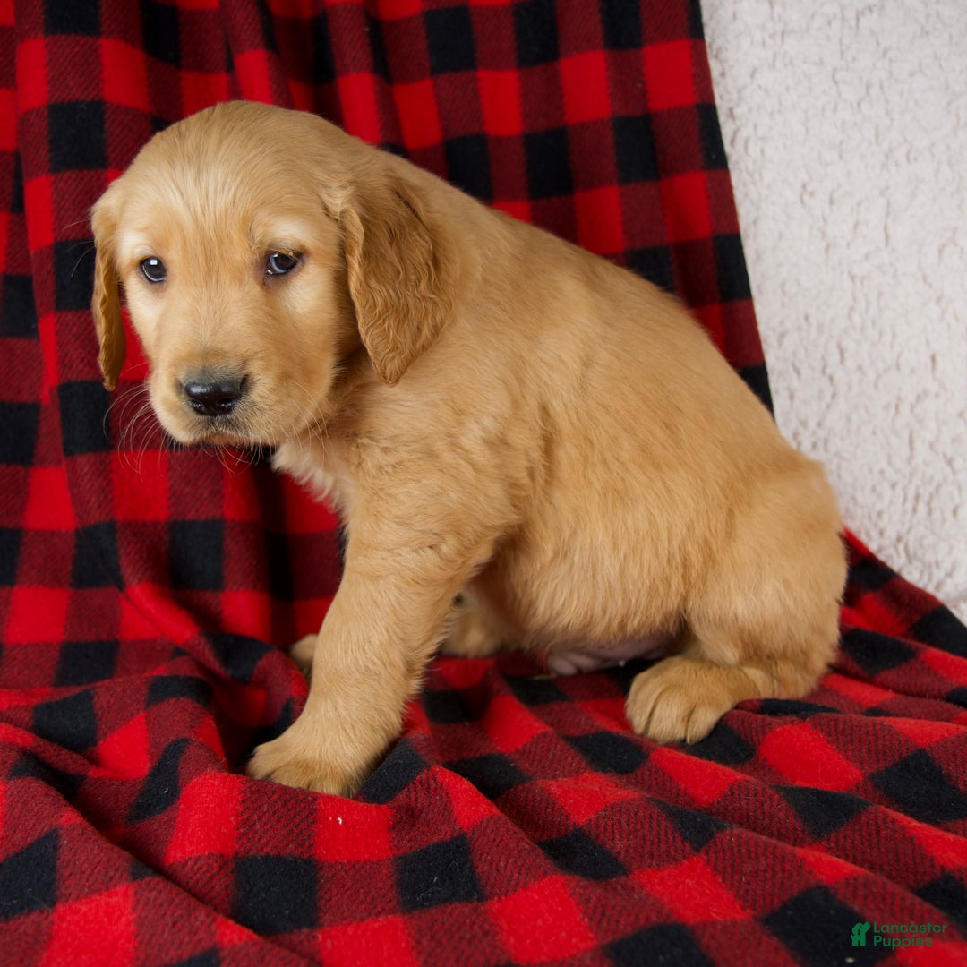 Golden Retriever dogs for sale: Tucker - Ad 6