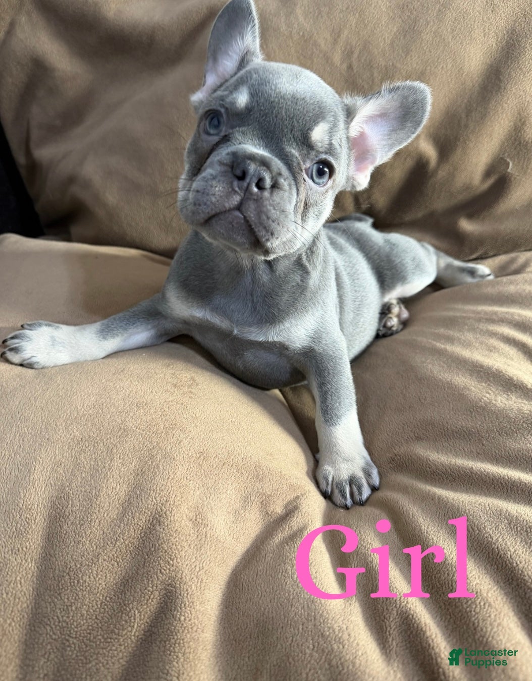 French Bulldog dogs French Bulldog Puppy 4 - Ad 33