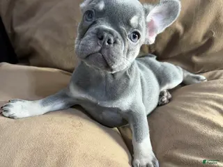 French Bulldog dogs French Bulldog Puppy 4 - Ad 33