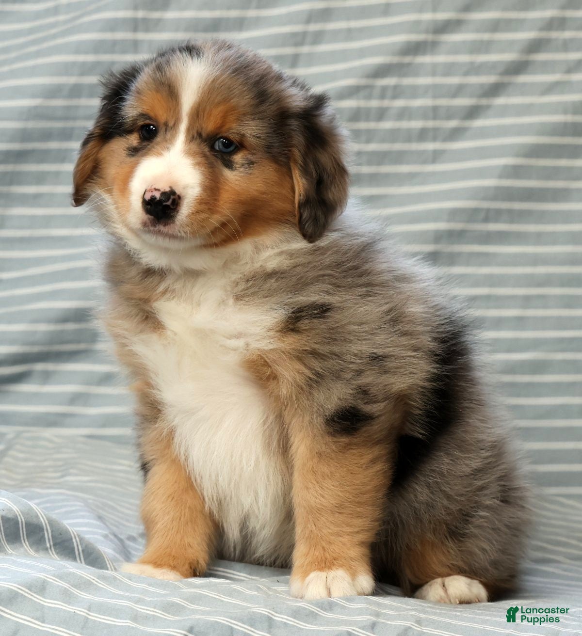 Australian Shepherd dogs for sale: Hunter - Ad 6