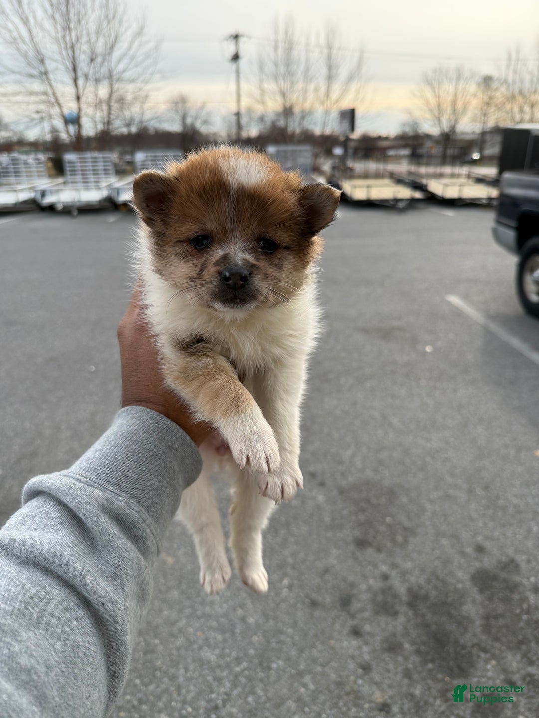 Pomeranian dogs for sale: Pomeranian Puppy 2 - Ad 3