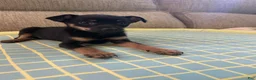Mixed Breed dogs for sale: Jerry - Ad 1