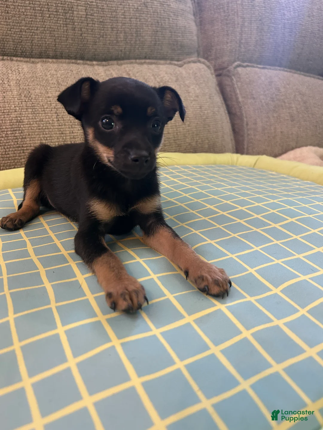 Mixed Breed dogs for sale: Jerry - Ad 1