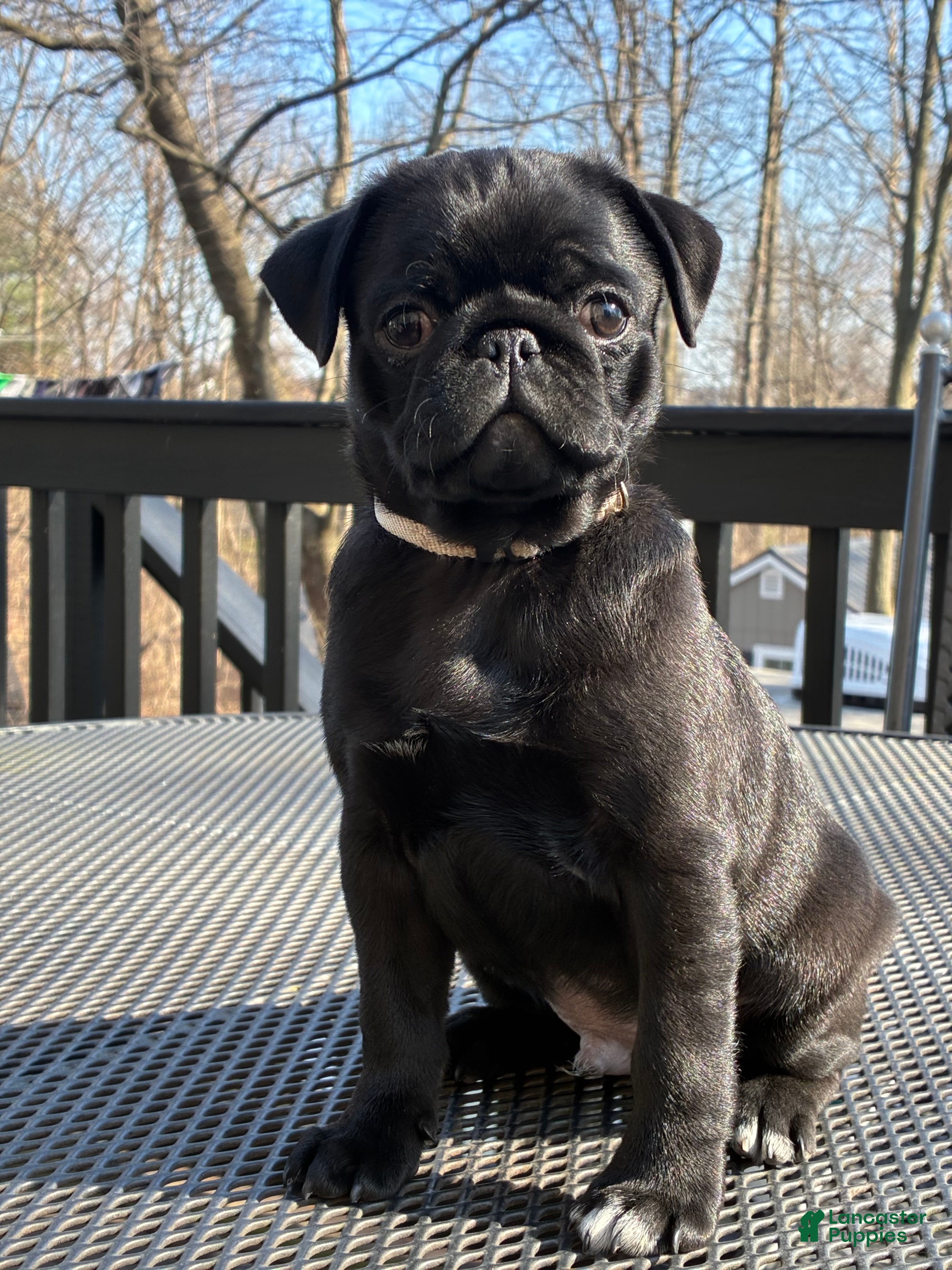 Pug dogs Hunter - Ad 2