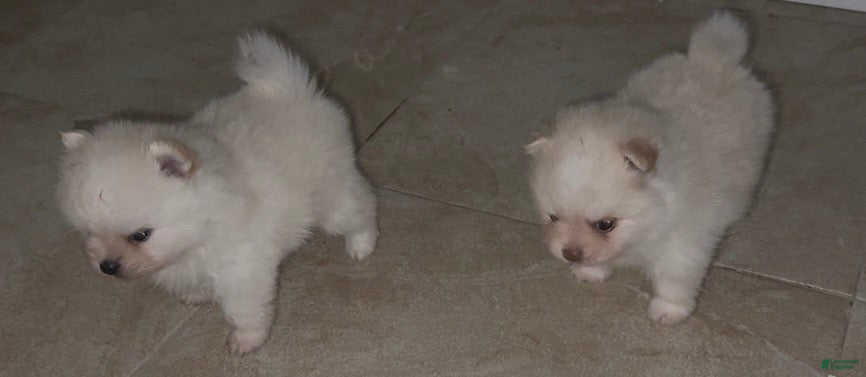 Pomeranian dogs Paris - Ad 2