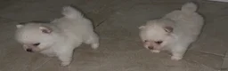 Pomeranian dogs for sale: Paris - Ad 2