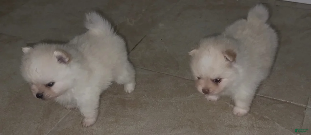Pomeranian dogs for sale: Paris - Ad 2
