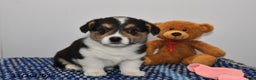 Welsh Corgi Pembroke dogs for sale: Maverick - Ad 3