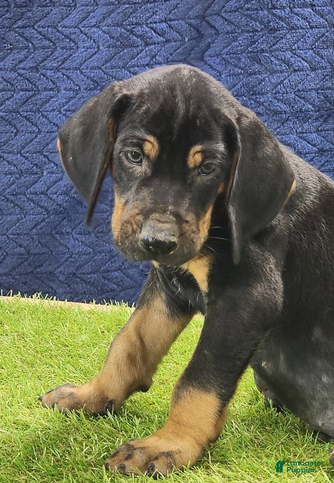 Mixed Breed dogs for sale: 2025 Bloodahoula Male 3 "Moe" - Ad 1