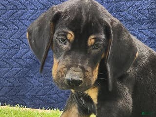 Mixed Breed dogs 2025 Bloodahoula Male 3 "Moe" - Ad 15