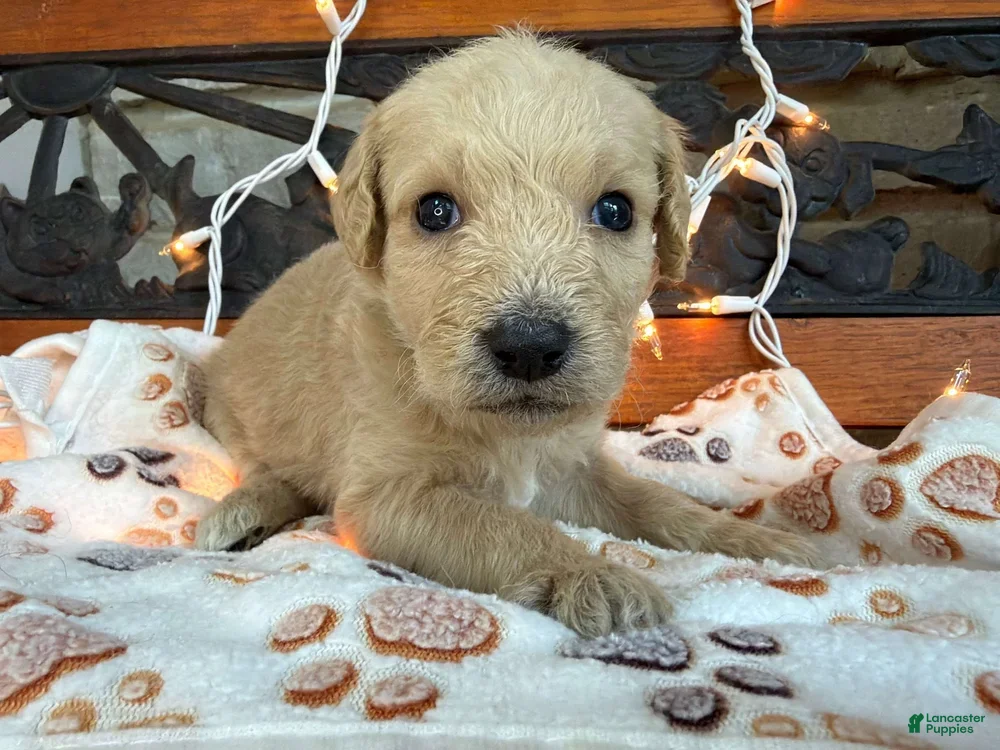 Labradoodle dogs Ziva (Girl) - Ad 1