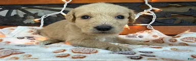 Ziva (Girl)