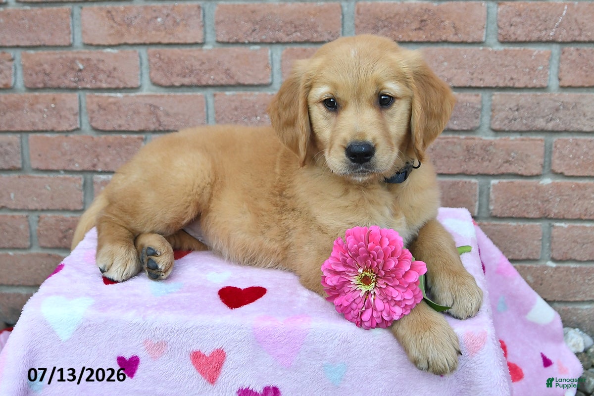 Golden Retriever dogs Willow - Ad 2