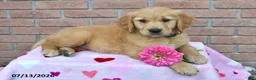 Golden Retriever dogs for sale: Willow - Ad 2