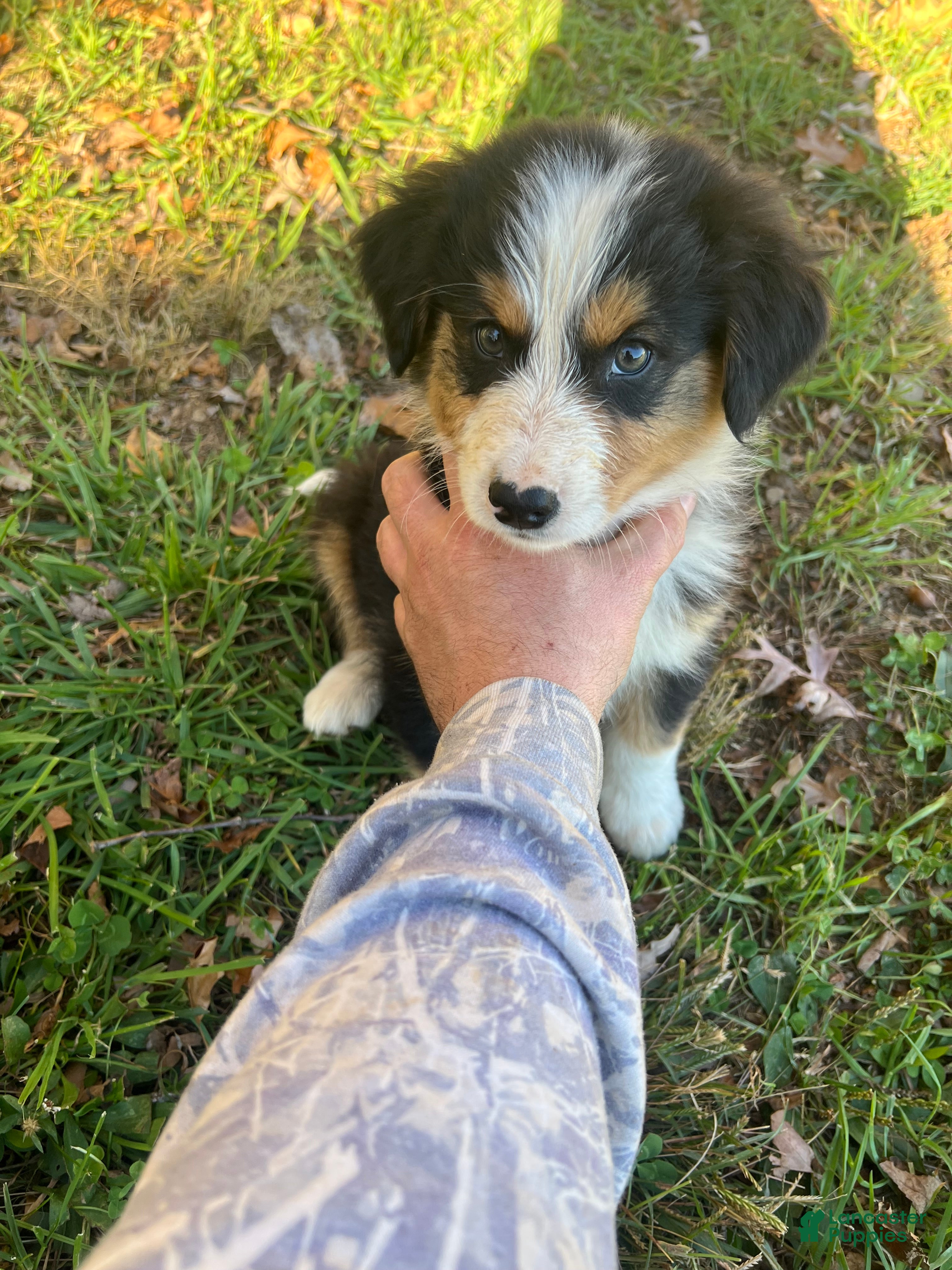 Mixed Breed dogs for sale: Mixed Breed 6 - Ad 1