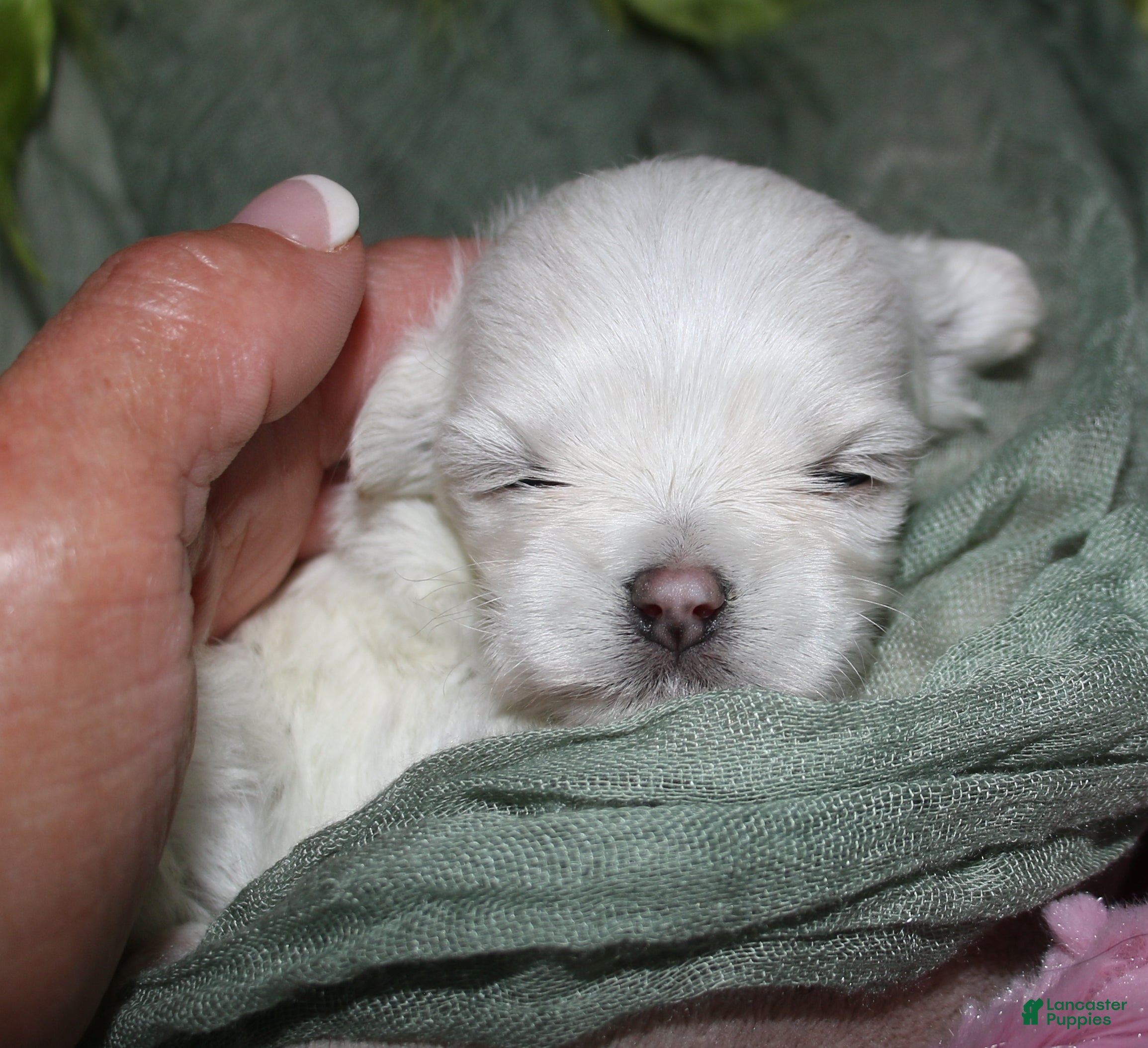 Maltese dogs Dakota - Ad 1