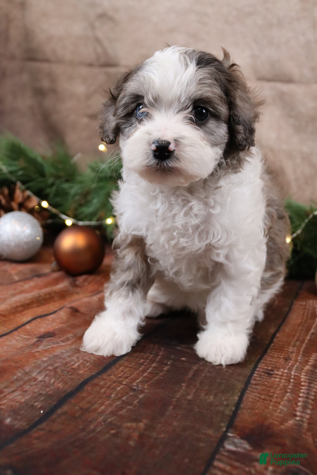 Cavapoo dogs for sale: Dove - Ad 4