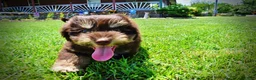 Havapoo dogs for sale: Epic - Ad 17