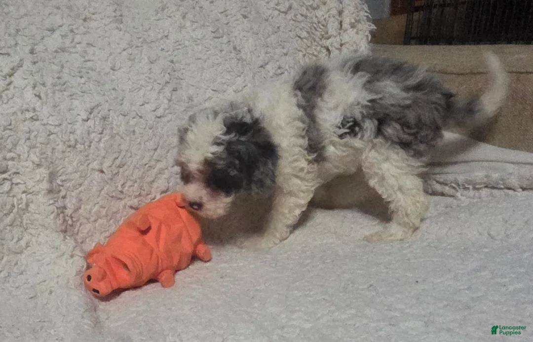 Cockapoo dogs for sale: Sarah - Ad 16