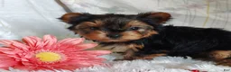Yorkshire Terrier dogs for sale: Annabelle - Ad 1