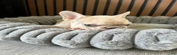 French Bulldog dogs for sale: French Bulldog 1 - Ad 2