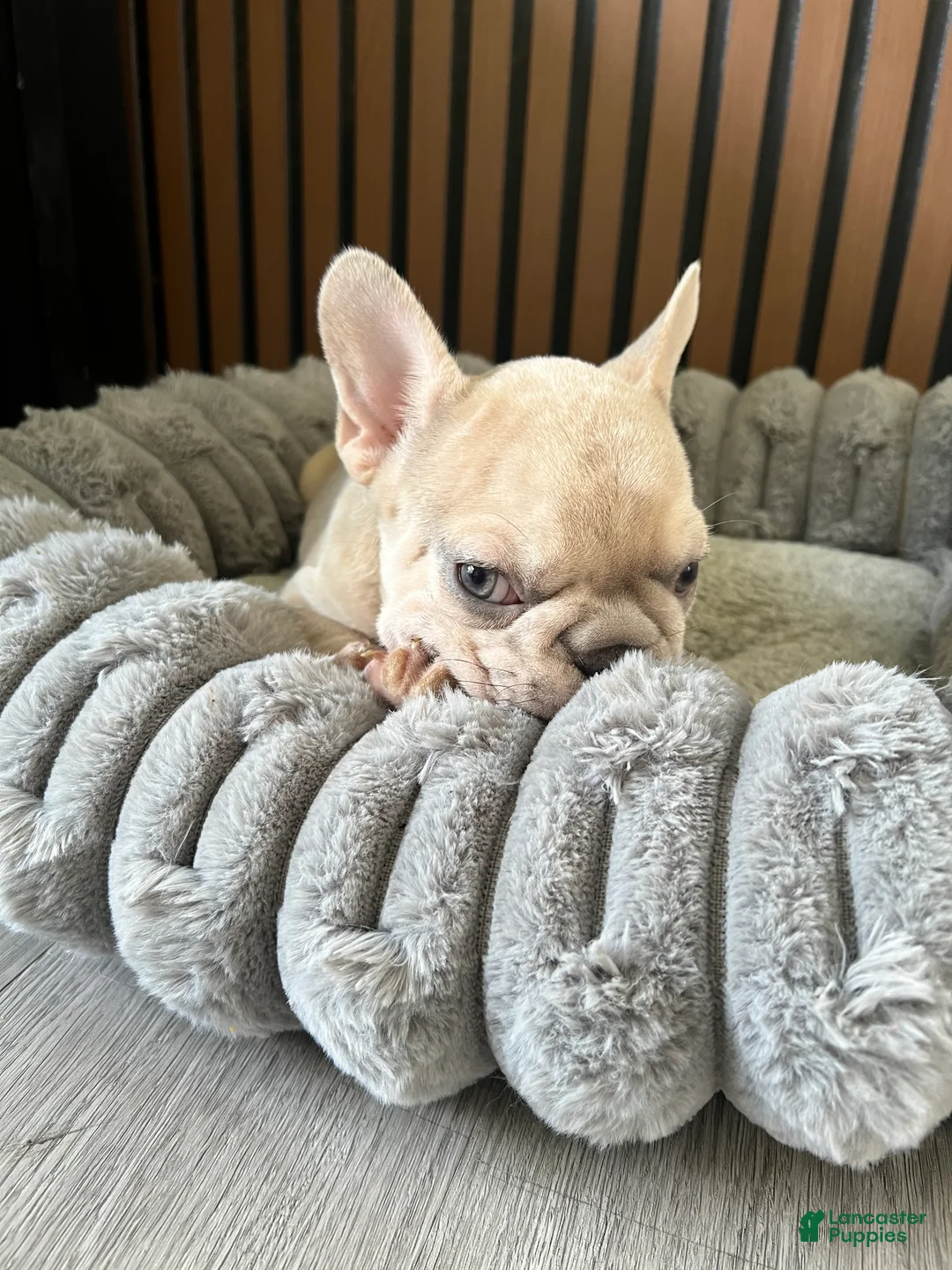 French Bulldog dogs for sale: French Bulldog 1 - Ad 2