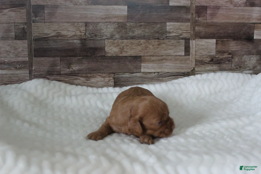 Cavapoo dogs for sale: #2 Female of Tara - Ad 2