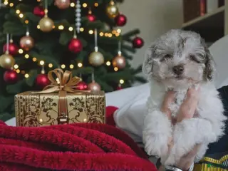 Toy Poodle dogs Toy Poodle Puppy 2 - Ad 2