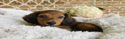 Miniature Dachshund dogs for sale: Jasper  - Ad 1