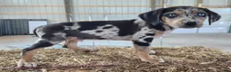 Catahoula Leopard Dog dogs for sale: Duchess 2026 Male 3 - Ad 12