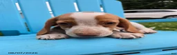 Beagle dogs for sale: Princess - Ad 4