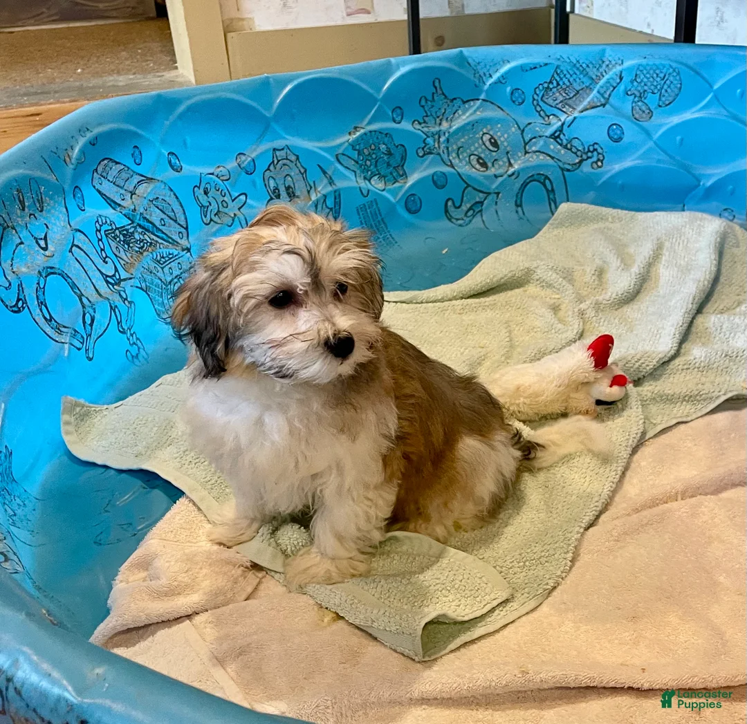 Mixed Breed dogs for sale: Sierra - Ad 2