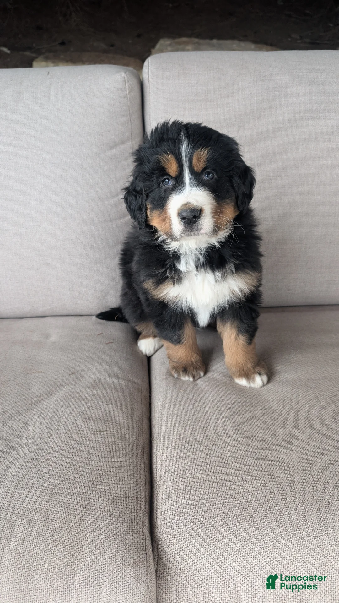 Bernese Mountain Dog dogs for sale: Buster  - Ad 1