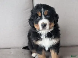 Bernese Mountain Dog dogs for sale: Buster - Ad 2