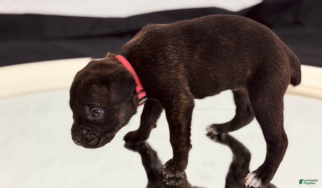 Cane Corso dogs for sale: Artemis  - Ad 4