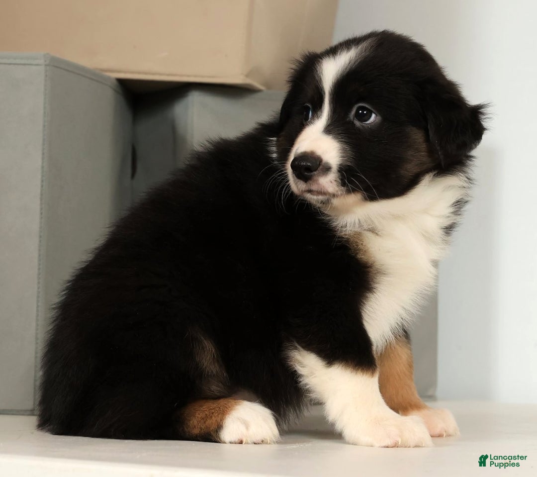 Miniature Australian Shepherd dogs for sale: Duke - Ad 7