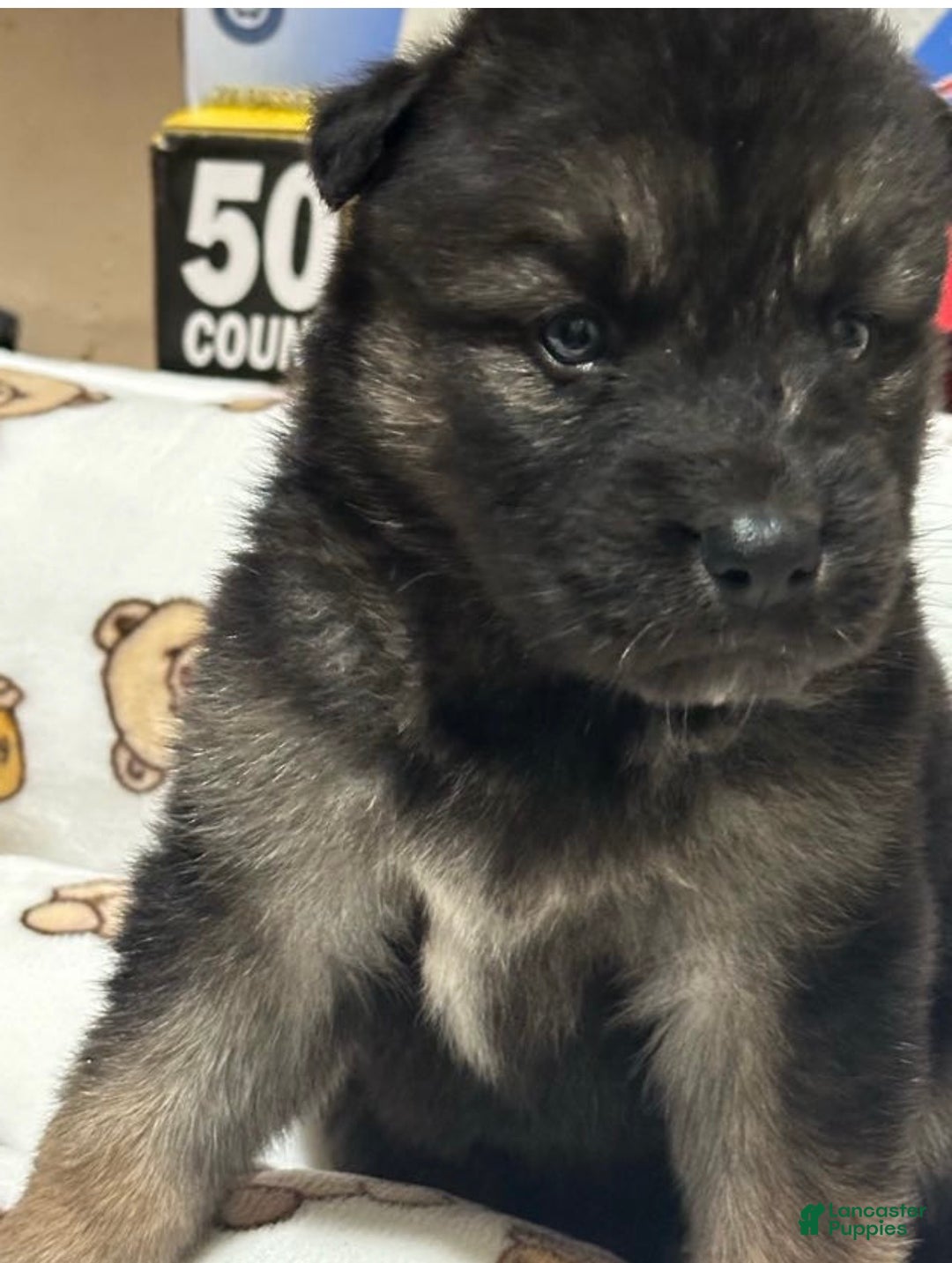 Gerberian Shepsky dogs for sale: Gerberian Shepsky Puppy 1 - Ad 10