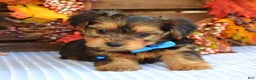 Yorkshire Terrier dogs for sale: Dasher - Ad 4