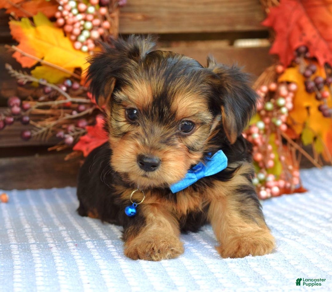 Yorkshire Terrier dogs for sale: Dasher - Ad 4