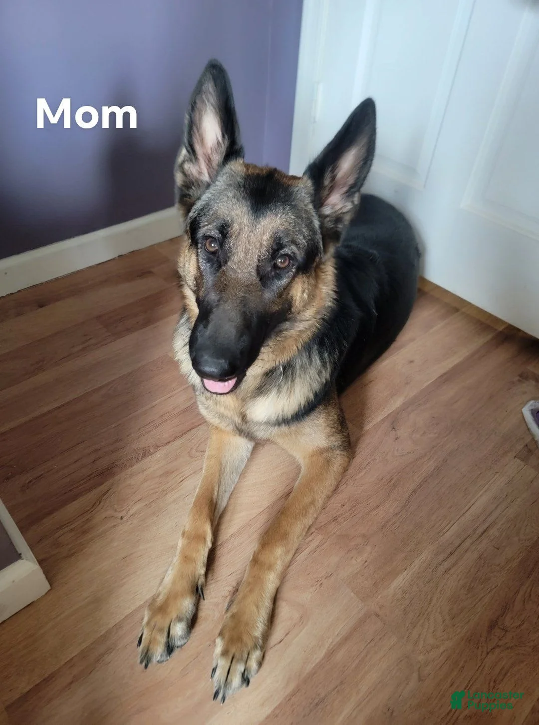 Gallery Image {{count}}