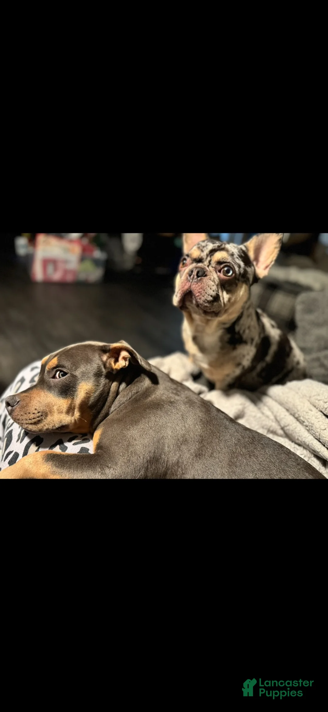 Mixed Breed dogs for sale: Mixed Breed 6 - Ad 2