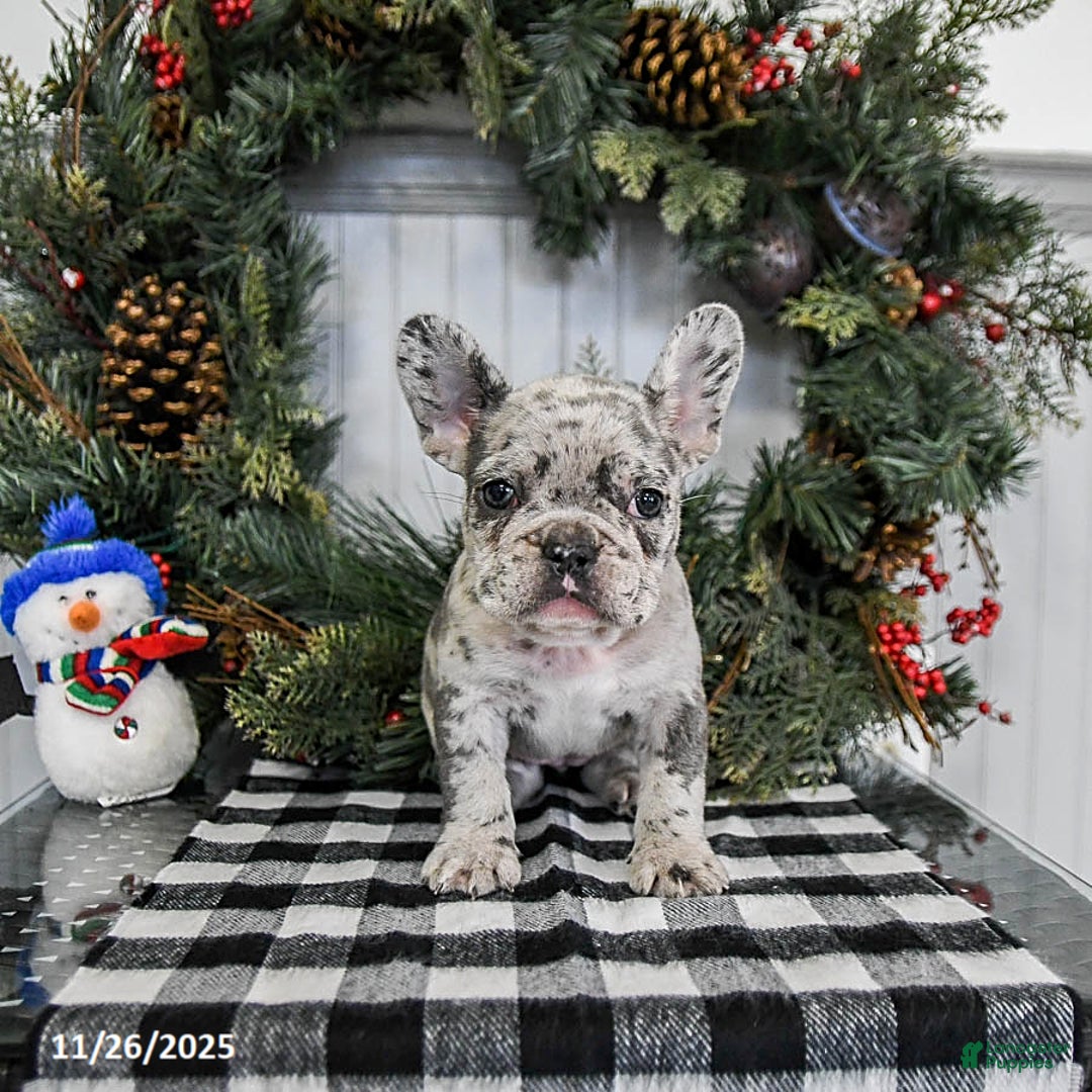 French Bulldog dogs for sale: Mocha - Ad 3