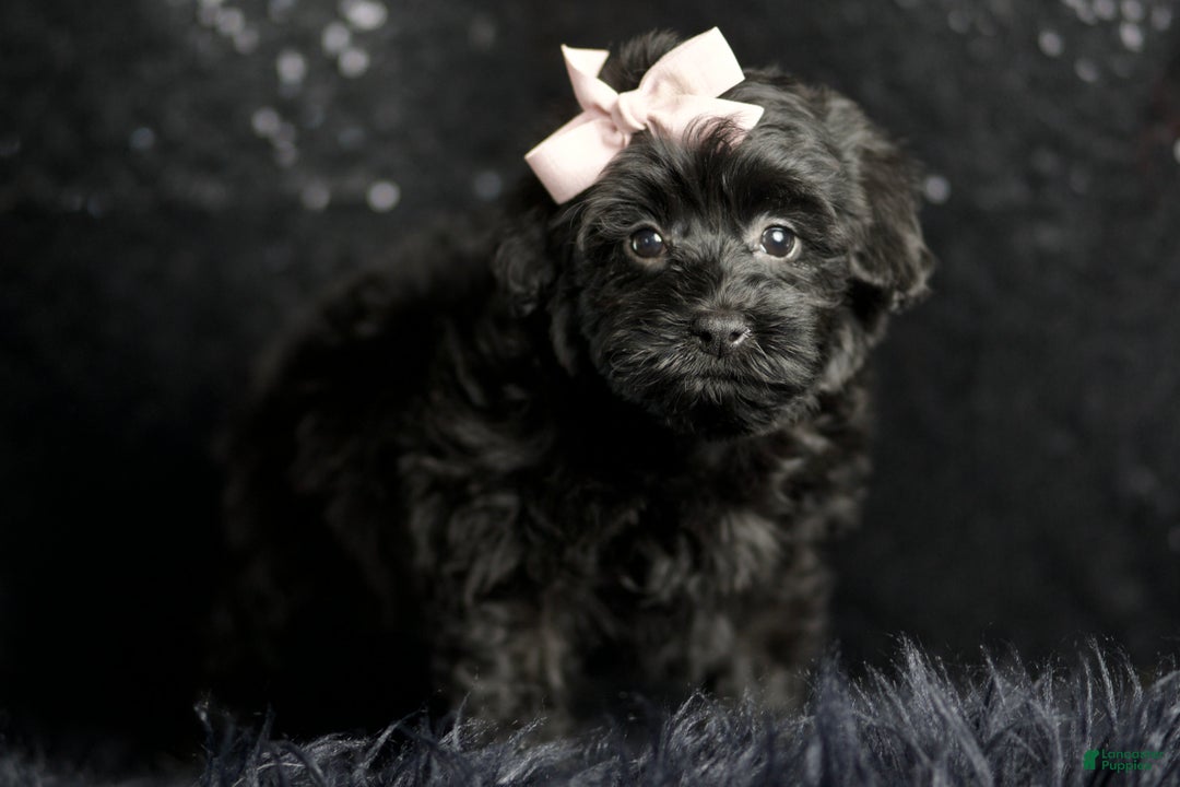 Maltipoo dogs for sale: Bitzy - Ad 4
