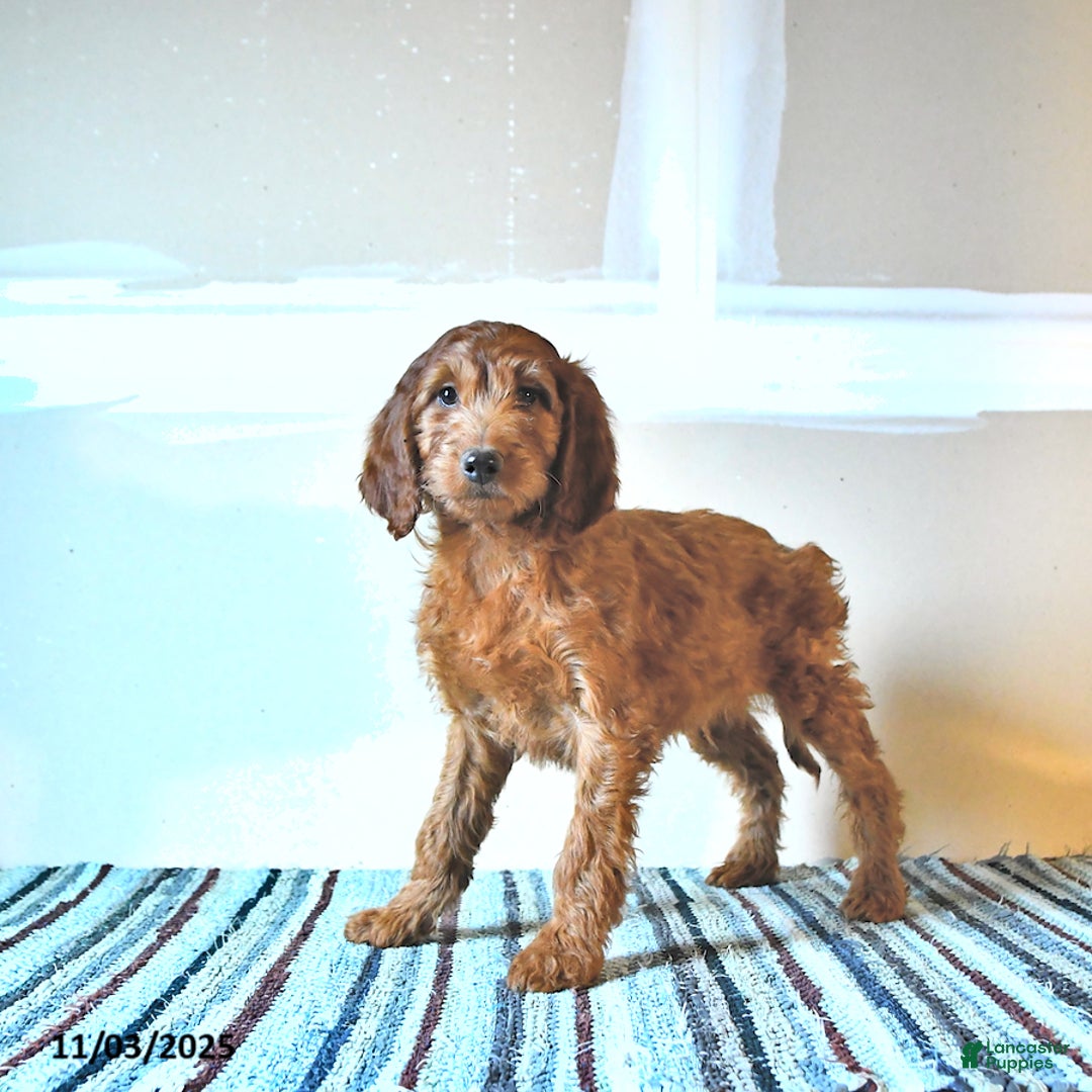 Irish Doodle dogs for sale: Leo - Ad 3