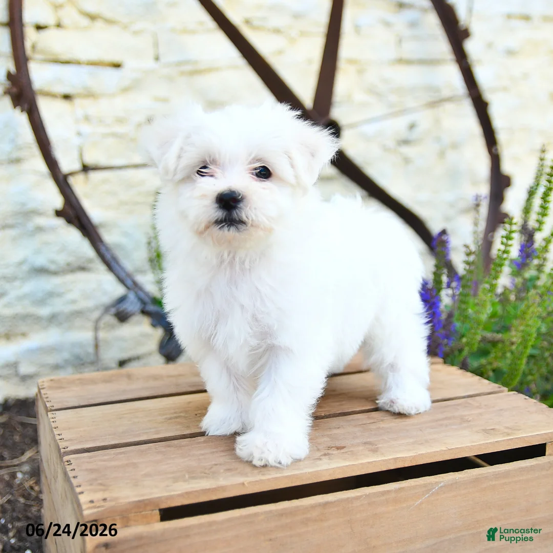 Mixed Breed dogs for sale: Opal - Ad 1