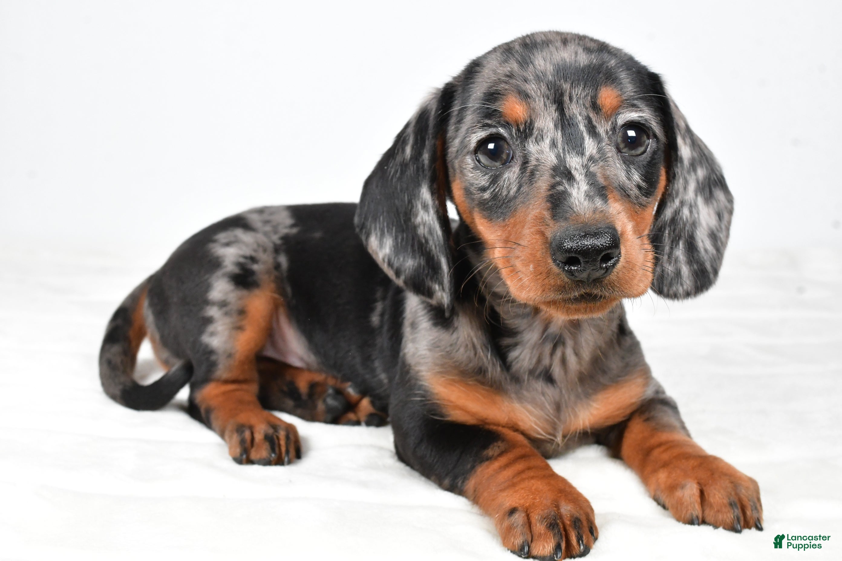 Miniature Dachshund dogs Polly - Ad 41