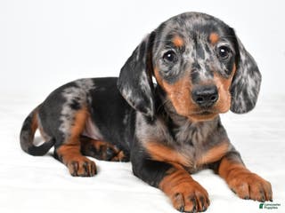 Miniature Dachshund dogs Polly - Ad 25