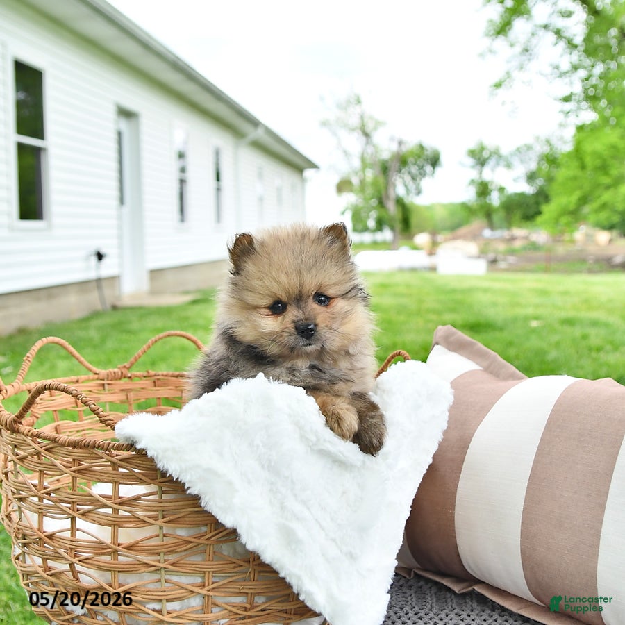 Pomeranian dogs Alex - Ad 2