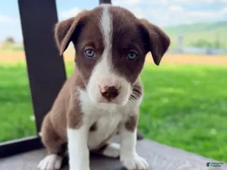 Border Collie dogs for sale: Lexie - Ad 4