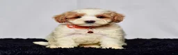 Mini Goldendoodle dogs for sale: Mr. Lenny - Ad 9